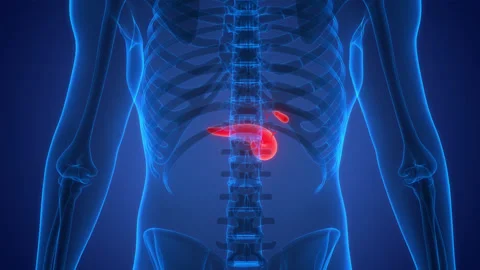 Human Internal Organs Pancreas with Gallbladder Anatomy Animation Concept Stock Footage 240736878