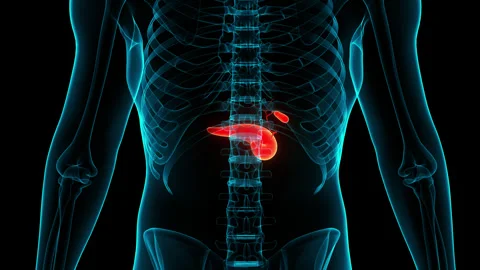 Human Internal Organs Pancreas with Gallbladder Anatomy Animation Concept Stock Footage 240749190