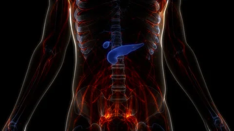Human Internal Organs Pancreas with Gallbladder Anatomy Animation Concept Stock Footage 250436994