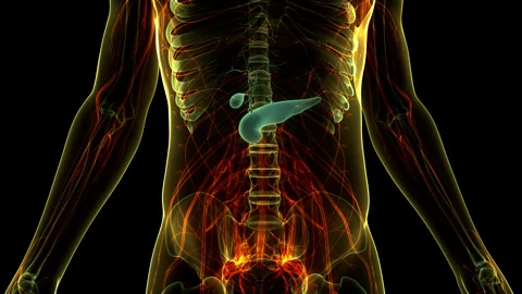 Human Internal Organs Pancreas with Gallbladder Anatomy Animation Concept Stock Footage 250437951
