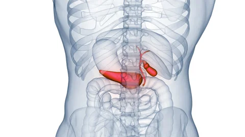 Human Internal Organs Pancreas with Gallbladder Anatomy Animation Concept Video stock 250439952