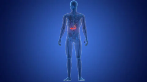 Human Internal Organs Pancreas with Gallbladder Anatomy Animation Concept Stock Footage 266515883