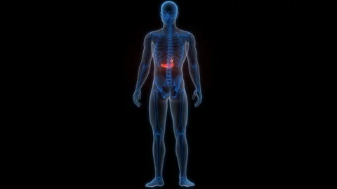 Human Internal Organs Pancreas with Gallbladder Anatomy Animation Concept 스톡 동영상 266529318