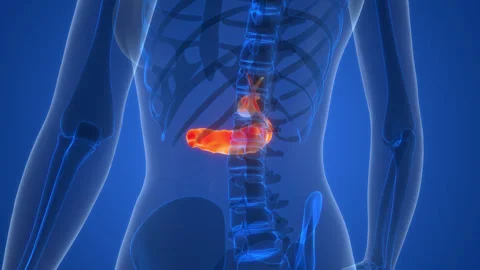 Human Internal Organs Pancreas with Gallbladder Anatomy Animation Concept Stock Footage 266640466