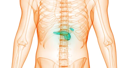 Human Internal Organs Pancreas with Gallbladder Anatomy Animation Concept Stock Footage 266647041