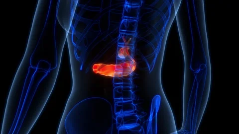 Human Internal Organs Pancreas with Gallbladder Anatomy Animation Concept Stock Footage 266651664