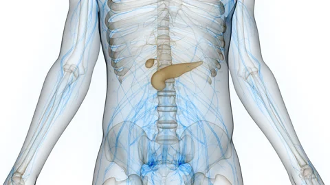 Human Internal Organs Pancreas with Gallbladder Anatomy Animation Concept Stock-Footage 281263022