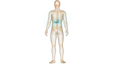 Human Internal Organs Pancreas with Gallbladder Anatomy Animation Concept 스톡 동영상 281577964