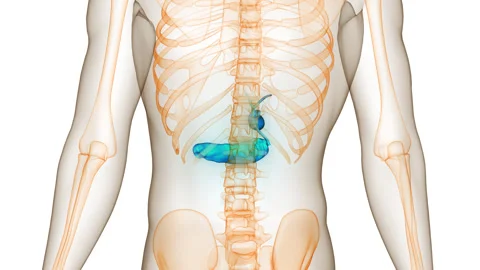 Human Internal Organs Pancreas with Gallbladder Anatomy Animation Concept 스톡 동영상 281578230