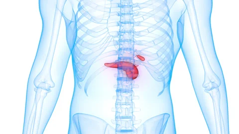 Human Internal Organs Pancreas with Gallbladder Anatomy Animation Concept Stock Footage 281580554