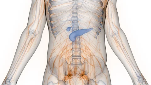 Human Internal Organs Pancreas with Gallbladder Anatomy Animation Concept 스톡 동영상 286006324