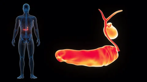 Human Internal Organs Pancreas with Gallbladder Anatomy Animation Concept 스톡 동영상 286007805
