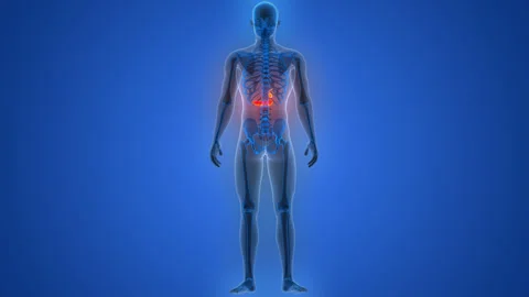Human Internal Organs Pancreas with Gallbladder Anatomy Animation Concept Stock Footage 286008359