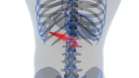 Human Internal Organs Pancreas with Gallbladder Anatomy Animation Concept 스톡 동영상 286013647