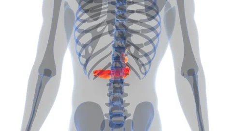 Human Internal Organs Pancreas with Gallbladder Anatomy Animation Concept 스톡 동영상 286014321