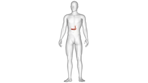 Human Internal Organs Pancreas with Gallbladder Anatomy Animation Concept 스톡 동영상 286017835