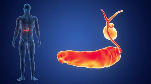 Human Internal Organs Pancreas with Gallbladder Anatomy Animation Concept 스톡 동영상 286018584