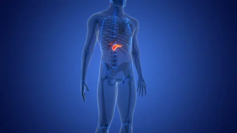 Human Internal Organs Pancreas with Gallbladder Anatomy Animation Concept 스톡 동영상 286801461