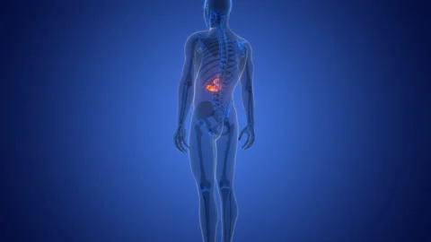 Human Internal Organs Pancreas with Gallbladder Anatomy Animation Concept Video stock 290342677