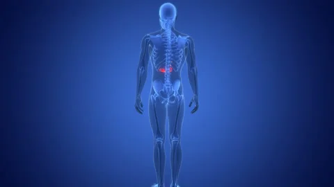 Human Internal Organs Pancreas with Gallbladder Anatomy Animation Concept Stock-Footage 291390273