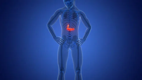 Human Internal Organs Pancreas with Gallbladder Anatomy Animation Concept Stock Footage 291393679