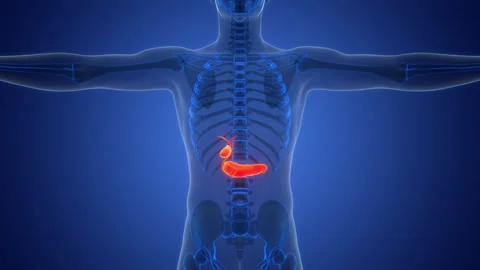 Human Internal Organs Pancreas with Gallbladder Anatomy Animation Concept Stock Footage 291395045