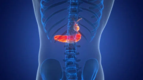 Human Internal Organs Pancreas with Gallbladder Anatomy Animation Concept Stock Footage 303621357