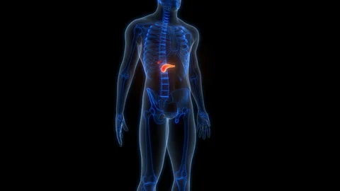 Human Internal Organs Pancreas with Gallbladder Anatomy Animation Concept 스톡 동영상 303624556