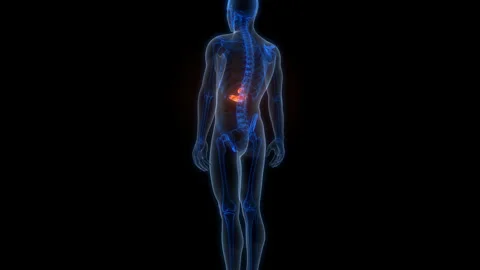 Human Internal Organs Pancreas with Gallbladder Anatomy Animation Concept Stock-Footage 303625036