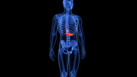 Human Internal Organs Pancreas with Gallbladder Anatomy Animation Concept Stock-Footage 303625913