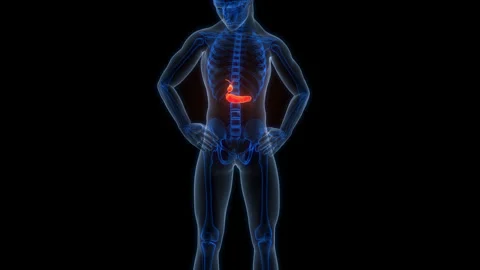 Human Internal Organs Pancreas with Gallbladder Anatomy Animation Concept Stock Footage 303627071