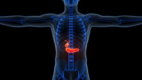Human Internal Organs Pancreas with Gallbladder Anatomy Animation Concept 스톡 동영상 303627699