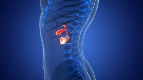Human Internal Organs Pancreas with Gallbladder Anatomy Animation Concept Stock Footage 303629189