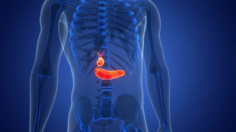Human Internal Organs Pancreas with Gallbladder Anatomy Animation Concept Stock Footage 307389904