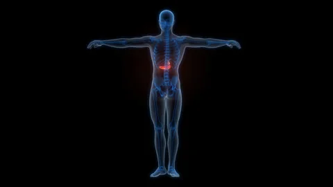 Human Internal Organs Pancreas with Gallbladder Anatomy Animation Concept Stock Footage 307402712