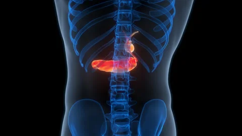 Human Internal Organs Pancreas with Gallbladder Anatomy Animation Concept Stock Footage 307403004