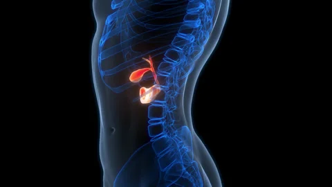 Human Internal Organs Pancreas with Gallbladder Anatomy Animation Concept Vídeo Stock 307407380