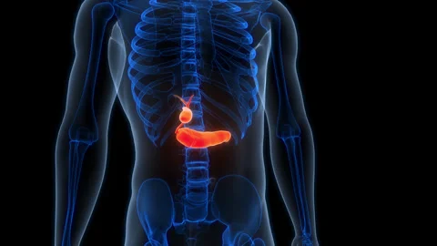 Human Internal Organs Pancreas with Gallbladder Anatomy Animation Concept Stock Footage 307409976