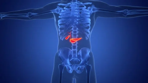 Human Internal Organs Pancreas with Gallbladder Anatomy Animation Concept Stock Footage 307411194
