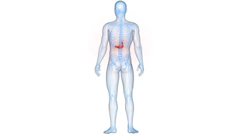 Human Internal Organs Pancreas with Gallbladder Anatomy Animation Concept Stock Footage 331861550