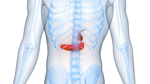 Human Internal Organs Pancreas with Gallbladder Anatomy Animation Concept Stock Footage 331861713