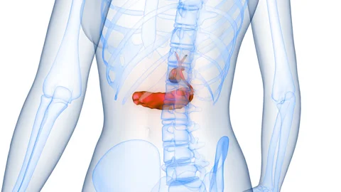 Human Internal Organs Pancreas with Gallbladder Anatomy Animation Concept Stock Footage 331863274
