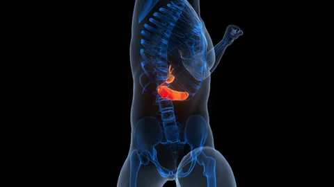 Human Internal Organs Pancreas with Gallbladder Anatomy Animation Concept Stock-Footage 340011236