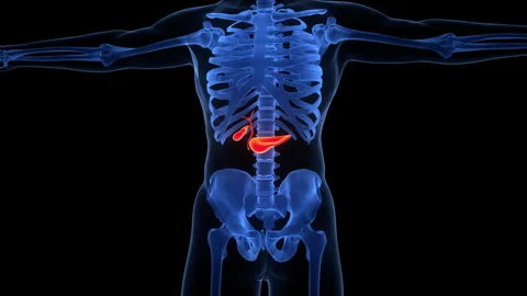 Human Internal Organs Pancreas with Gallbladder Anatomy Animation Concept Stock Footage 340013448