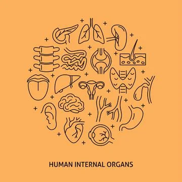 Human internal organs round poster in thin line style Stock Illustration