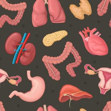 Human internal organs seamless pattern. Anatomy medical banner, background Stock Illustration