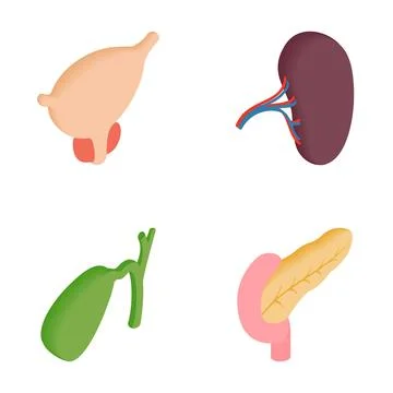 Human internal organs set bladder spleen pancreas gallbladder Stock Illustration