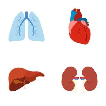 Human internal organs set illustrating anatomy and biology Stock Illustration