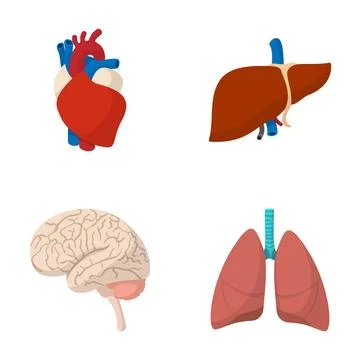Human internal organs set illustrating anatomy and health Stock Illustration