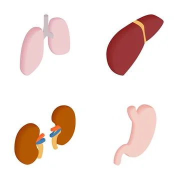 Human internal organs set including lungs liver kidneys stomach Stock Illustration